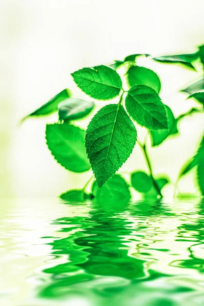 Feuilles vertes et eau de source, éco nature et fond bioénergétique — Photo