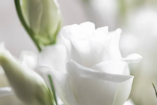 Цветочный букет в подарок, аранжировка цветов роз в цветочном магазине или онлайн доставка, романтический подарок и роскошный домашний декор — стоковое фото