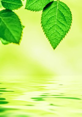 Yeşil yapraklar ve kaynak suyu, eko doğa ve biyoenerji arka planı