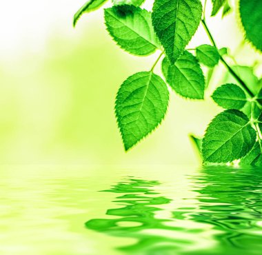 Yeşil yapraklar ve kaynak suyu, eko doğa ve biyoenerji arka planı