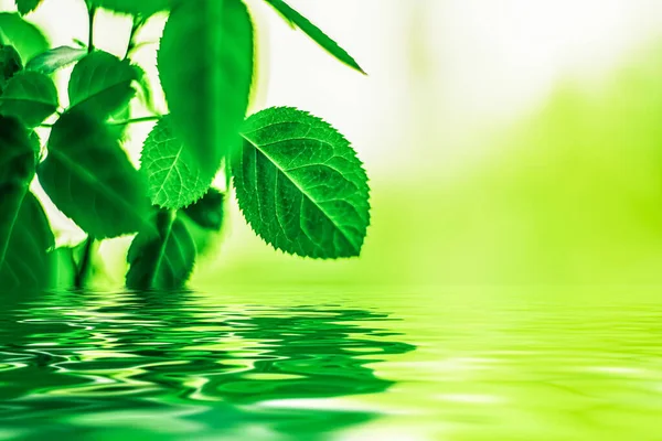 Feuilles vertes et eau de source, éco nature et fond bioénergétique — Photo