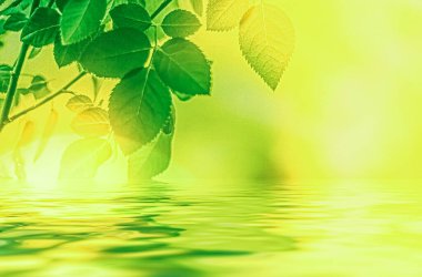 Yeşil yapraklar ve kaynak suyu, eko doğa ve biyoenerji arka planı