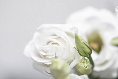 Hediye olarak çiçek buketi, çiçekçide ya da internet dağıtımında gül çiçeği aranjmanı, romantik hediye ve lüks ev dekorasyonu