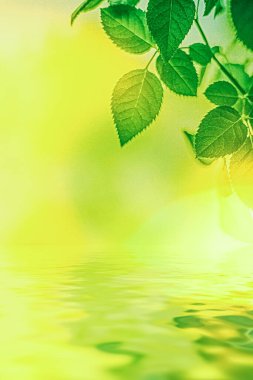 Yeşil yapraklar ve kaynak suyu, eko doğa ve biyoenerji arka planı