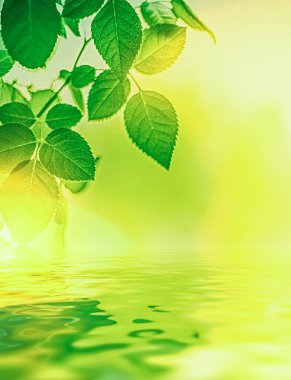 Yeşil yapraklar ve kaynak suyu, eko doğa ve biyoenerji arka planı