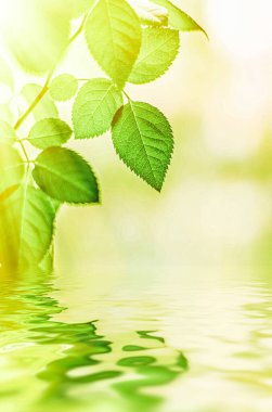 Yeşil yapraklar ve kaynak suyu, eko doğa ve biyoenerji arka planı