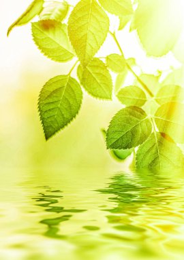 Yeşil yapraklar ve kaynak suyu, eko doğa ve biyoenerji arka planı