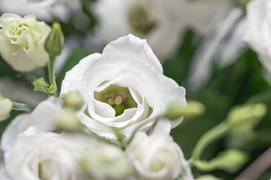 Hediye olarak çiçek buketi, çiçekçide ya da internet dağıtımında gül çiçeği aranjmanı, romantik hediye ve lüks ev dekorasyonu