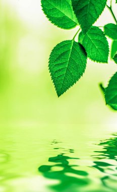 Yeşil yapraklar ve kaynak suyu, eko doğa ve biyoenerji arka planı