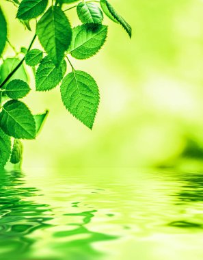 Yeşil yapraklar ve kaynak suyu, eko doğa ve biyoenerji arka planı