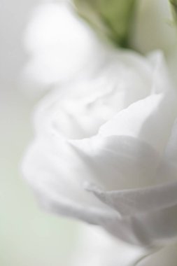 Hediye olarak çiçek buketi, çiçekçide ya da internet dağıtımında gül çiçeği aranjmanı, romantik hediye ve lüks ev dekorasyonu