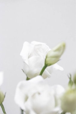 Hediye olarak çiçek buketi, çiçekçide ya da internet dağıtımında gül çiçeği aranjmanı, romantik hediye ve lüks ev dekorasyonu