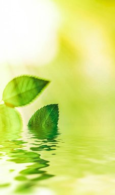 Yeşil yapraklar ve kaynak suyu, eko doğa ve biyoenerji arka planı