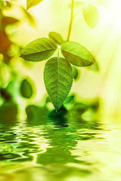 Zelené listy a pramenitá voda, ekologie a bio energie pozadí — Stock fotografie