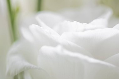 Hediye olarak çiçek buketi, çiçekçide ya da internet dağıtımında gül çiçeği aranjmanı, romantik hediye ve lüks ev dekorasyonu