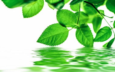 Yeşil yapraklar ve kaynak suyu, eko doğa ve biyoenerji arka planı