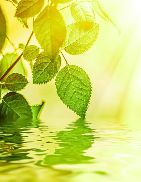 Yeşil yapraklar ve kaynak suyu, eko doğa ve biyoenerji arka planı