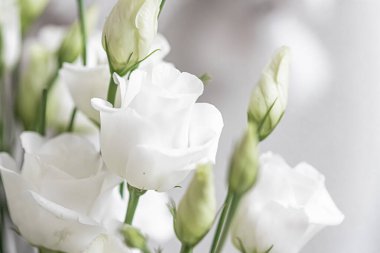 Hediye olarak çiçek buketi, çiçekçide ya da internet dağıtımında gül çiçeği aranjmanı, romantik hediye ve lüks ev dekorasyonu