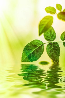 Yeşil yapraklar ve kaynak suyu, eko doğa ve biyoenerji arka planı