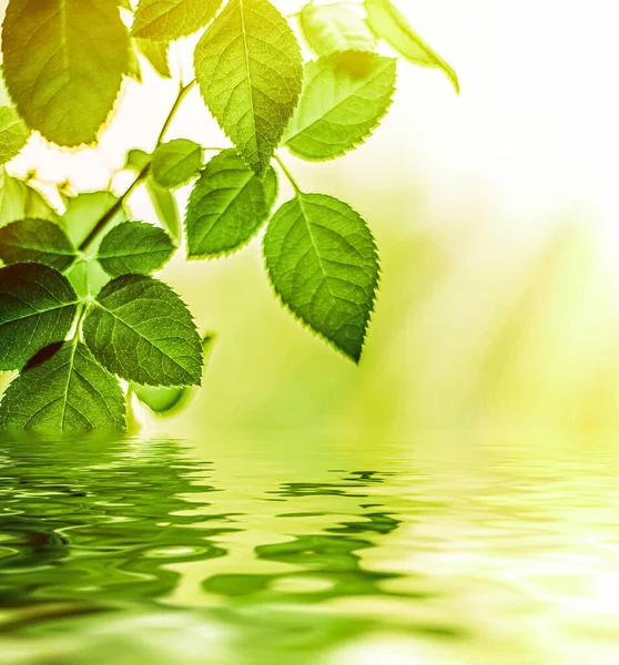 Feuilles vertes et eau de source, éco nature et fond bioénergétique — Photo