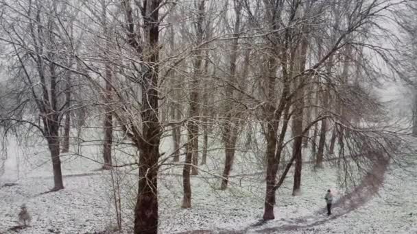 Kışın karla kaplı ağaçlar, parkta ara sokaklar ve doğa mevsimi — Stok video