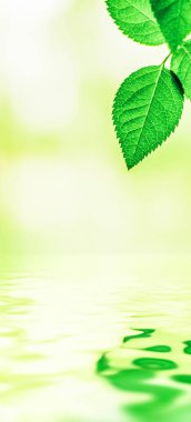 Yeşil yapraklar ve kaynak suyu, eko doğa ve biyoenerji arka planı