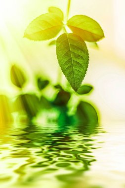 Yeşil yapraklar ve kaynak suyu, eko doğa ve biyoenerji arka planı