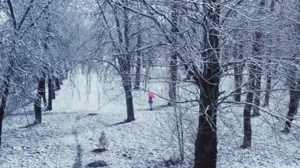 Bomen bedekt met sneeuw in de winter, steegje in park en natuurseizoen — Stockvideo