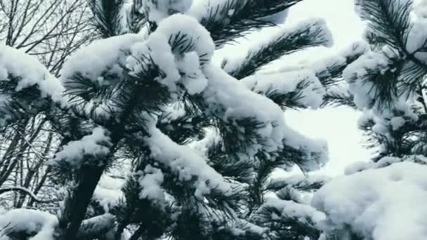 Rami di abete ricoperti di neve in inverno, stagione naturale e periodo natalizio — Video Stock
