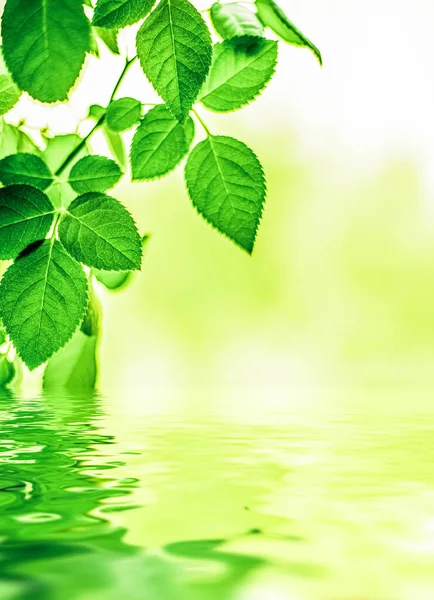 Yeşil yapraklar ve kaynak suyu, eko doğa ve biyoenerji arka planı