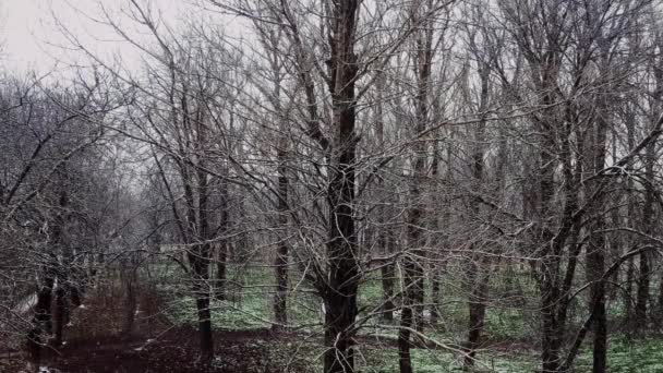 Alberi coperti di neve in inverno, vicolo nel parco e stagione naturalistica — Video Stock