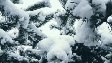 Firavun ağacı dalları kışın karla kaplı, doğa mevsimi ve Noel tatili