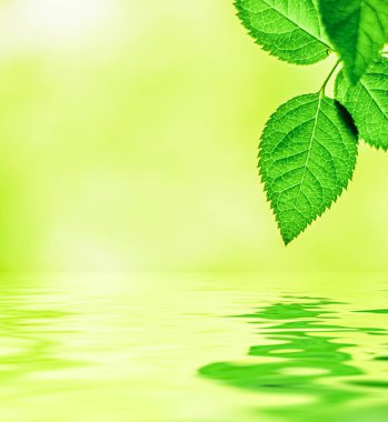 Yeşil yapraklar ve kaynak suyu, eko doğa ve biyoenerji arka planı