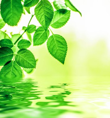 Yeşil yapraklar ve kaynak suyu, eko doğa ve biyoenerji arka planı