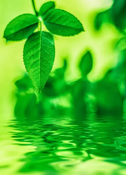 Zelené listy a pramenitá voda, ekologie a bio energie pozadí — Stock fotografie