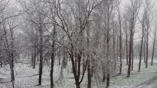 Stromy pokryté sněhem v zimě, ulička v parku a přírodním období — Stock video