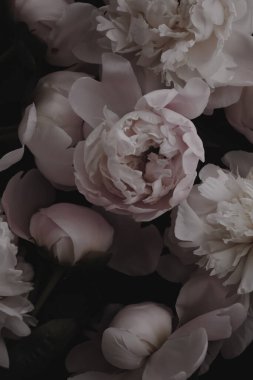 Koyu arkaplanda şakayık çiçekleri, düzlük