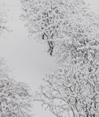 Kışın karla kaplı ağaçlar, Noel zamanı