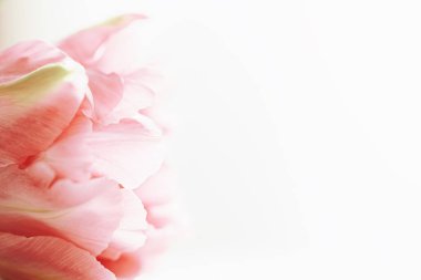 Güzel pembe lale çiçeği, parlak güneş ışığı, çiçekli güzel yakın plan.