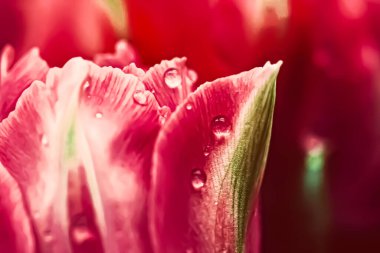 İlkbaharda güzel bir çiçeğin üzerine sabah çiği düşer. Çiçekli güzel yakın plan.