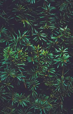 Bitki dokusu ve doğa arkaplanı olarak yeşil ladin çalı duvarı