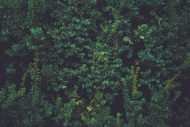 Bitki dokusu ve doğa arkaplanı olarak yeşil ladin çalı duvarı