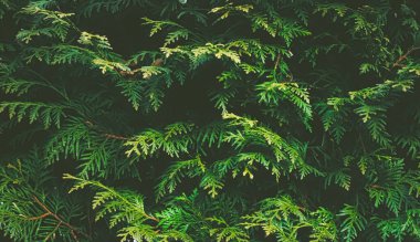 Thuja çalı duvarı bitki dokusu ve doğa arkaplanı olarak