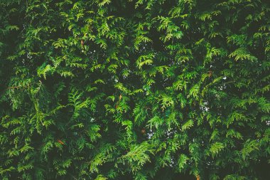 Thuja çalı duvarı bitki dokusu ve doğa arkaplanı olarak