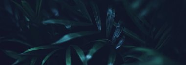 Egzotik palmiye yaprakları, yeşil doğa ve yaz tatili