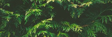 Thuja çalı duvarı bitki dokusu ve doğa arkaplanı olarak