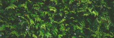 Thuja çalı duvarı bitki dokusu ve doğa arkaplanı olarak