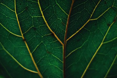 Organik arka plan olarak egzotik yeşil yaprak, iklim değişikliği ve ekolojik çevre