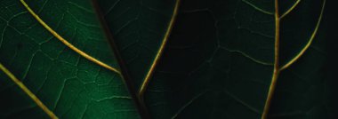 Organik arka plan olarak egzotik yeşil yaprak, iklim değişikliği ve ekolojik çevre