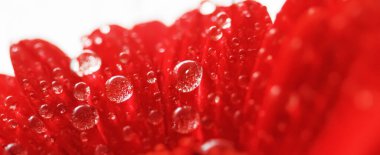 Kırmızı papatya yaprakları ve sabah çiğ damlaları, çiçek arkaplanı ve doğadaki güzellik.